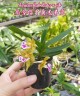 Aerides flabellata × sib 2.5"