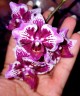 Phal. Younghome Summer (peloric) 2.5"