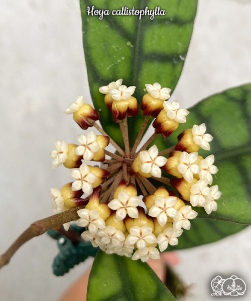 Hoya callistophylla 1.7"
