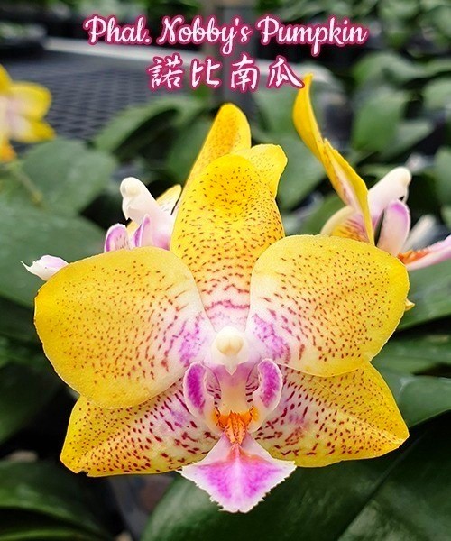 Phal. Nobby's Pumpkin 2.5"