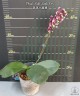 Phal. Miki Little Fox 2.5''
