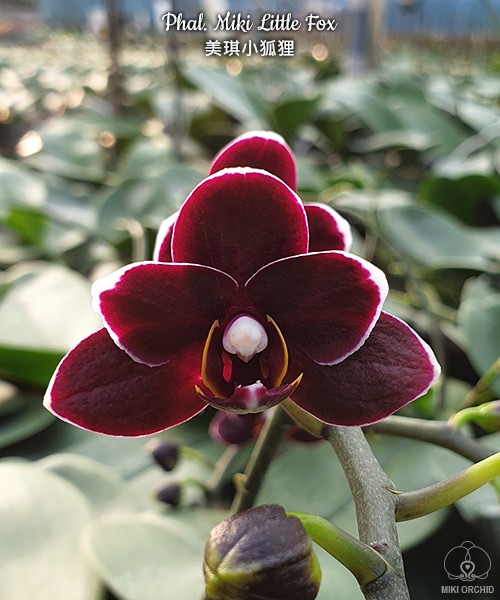 Phal. Miki Little Fox 2.5''