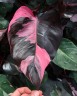 Philodendron Pink Princess Ø 10 см