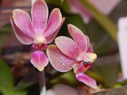 Phal. Caribbean Sunset × minus 2.5"