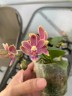 Phal. Caribbean Sunset × minus 2.5"