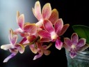 Phal. Caribbean Sunset × minus 2.5"