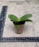 Phal. Caribbean Sunset × minus 2.5"