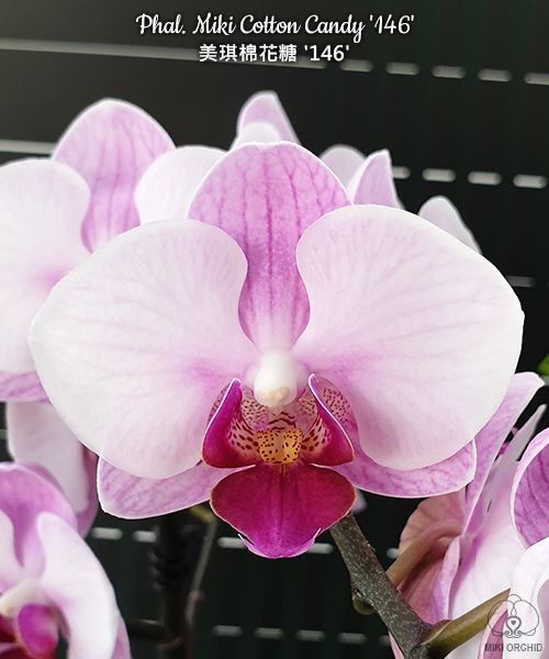 Phal. Miki Cotton Candy '146' 2.5''