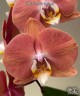 Phal. Harck Salmon 2.5"