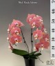 Phal. Harck Salmon 2.5"