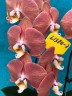 Phal. Harck Salmon 2.5"
