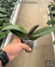 Phal. Harck Salmon 2.5"