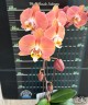 Phal. Harck Salmon 2.5"