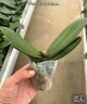 Phal. Harck Salmon 2.5"