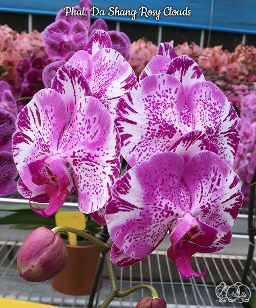 Phal. Da Shang Rosy Clouds 2.5''