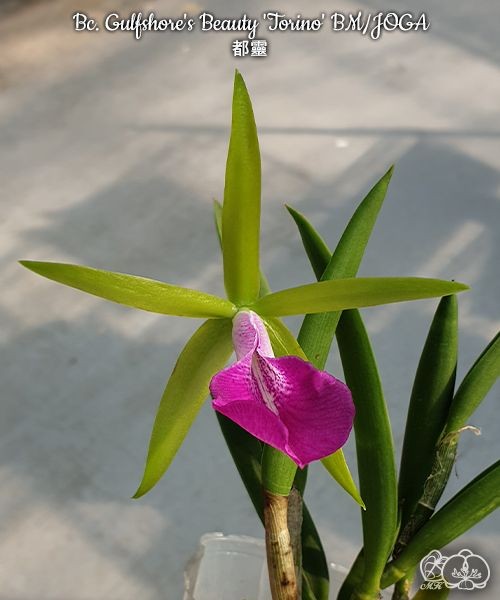 Bc. Gulfshore's Beauty 'Torino' BM/JOGA 2.5''