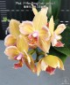 Phal. I-Hsin Berry Cutie (peloric) 2.5'' УЦЕНКА (нет нижн. лист.)