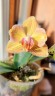 Phal. I-Hsin Berry Cutie (peloric) 2.5'' УЦЕНКА (нет нижн. лист.)