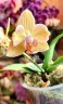 Phal. I-Hsin Berry Cutie (peloric) 2.5'' УЦЕНКА (нет нижн. лист.)