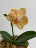 Phal. I-Hsin Berry Cutie (peloric) 2.5'' УЦЕНКА (нет нижн. лист.)