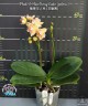 Phal. I-Hsin Berry Cutie (peloric) 2.5'' УЦЕНКА (нет нижн. лист.)