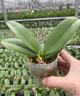 Phal. I-Hsin Berry Cutie (peloric) 2.5'' УЦЕНКА (нет нижн. лист.)