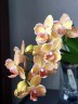 Phal. I-Hsin Berry Cutie (peloric) 2.5'' УЦЕНКА (нет нижн. лист.)