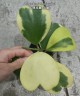Hoya kerrii (variegata) 2.5"