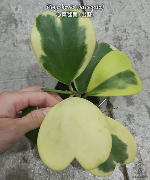 Hoya kerrii (variegata) 2.5"
