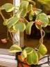 Hoya kerrii (variegata) 2.5"
