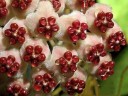 Hoya kerrii (variegata) 2.5"