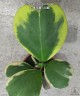 Hoya kerrii (variegata) 2.5"