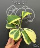 Hoya kerrii (variegata) 2.5"