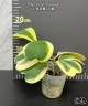 Hoya kerrii (variegata) 2.5"