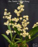 Onc. Twinkle 'CT-White Strong' 2.5"