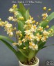 Onc. Twinkle 'CT-White Strong' 2.5"