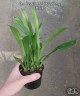 Onc. Twinkle 'CT-White Strong' 2.5"