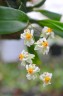 Onc. Twinkle 'CT-White Strong' 2.5"