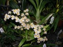 Onc. Twinkle 'CT-White Strong' 2.5"