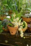 Onc. Twinkle 'CT-White Strong' 2.5"