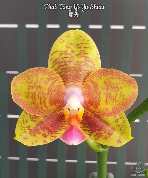 Phal. Tong Yi Yu Shiou 2.5'' УЦЕНКА (нет нижн. лист.)