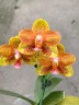 Phal. Tong Yi Yu Shiou 2.5'' УЦЕНКА (нет нижн. лист.)
