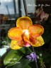 Phal. Tong Yi Yu Shiou 2.5'' УЦЕНКА (нет нижн. лист.)