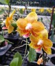 Phal. Tong Yi Yu Shiou 2.5'' УЦЕНКА (нет нижн. лист.)