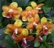 Phal. Tong Yi Yu Shiou 2.5'' УЦЕНКА (нет нижн. лист.)
