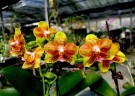 Phal. Tong Yi Yu Shiou 2.5'' УЦЕНКА (нет нижн. лист.)