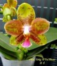 Phal. Tong Yi Yu Shiou 2.5'' УЦЕНКА (нет нижн. лист.)