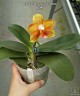 Phal. Tong Yi Yu Shiou 2.5'' УЦЕНКА (нет нижн. лист.)