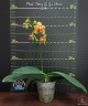 Phal. Tong Yi Yu Shiou 2.5'' УЦЕНКА (нет нижн. лист.)
