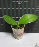 Phal. Tong Yi Yu Shiou 2.5'' УЦЕНКА (нет нижн. лист.)